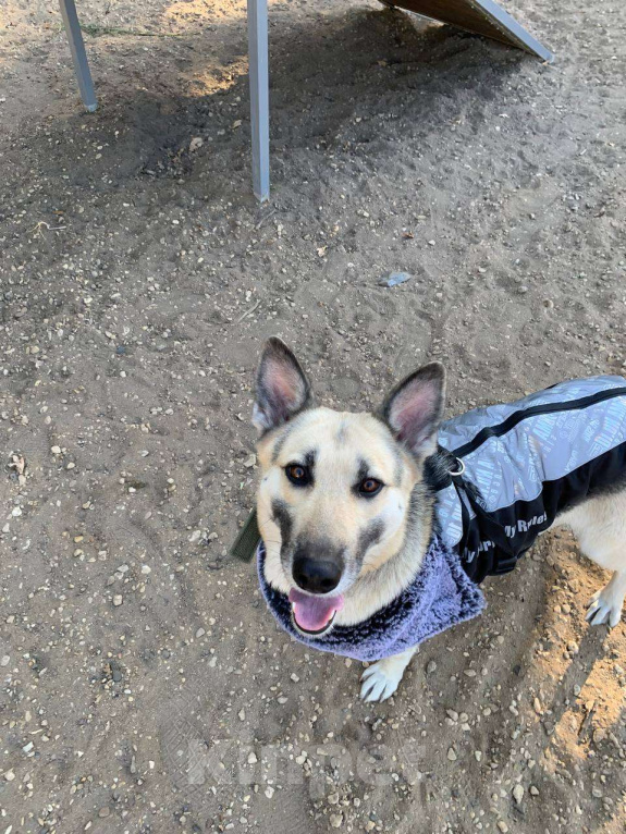 Собаки в Воронеже: Моника, метис восточно-европейской овчарки Девочка, Бесплатно - фото 2
