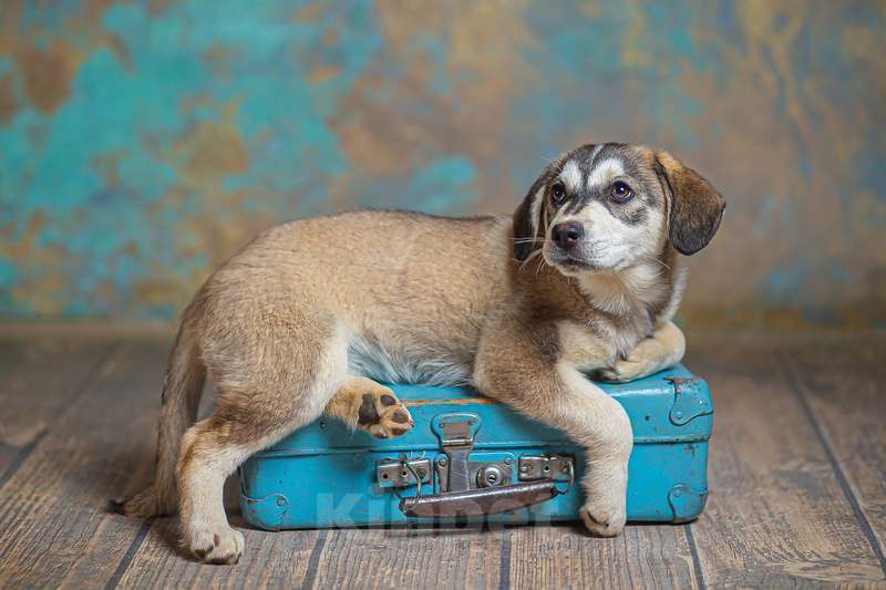 Собаки в Москве: Щенки от лабрадора и хаски в добрые руки Мальчик, Бесплатно - фото 7