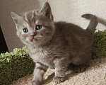 Кошки в Всеволожске: Изумительный британский малыш Мальчик, 18 000 руб. - фото 1