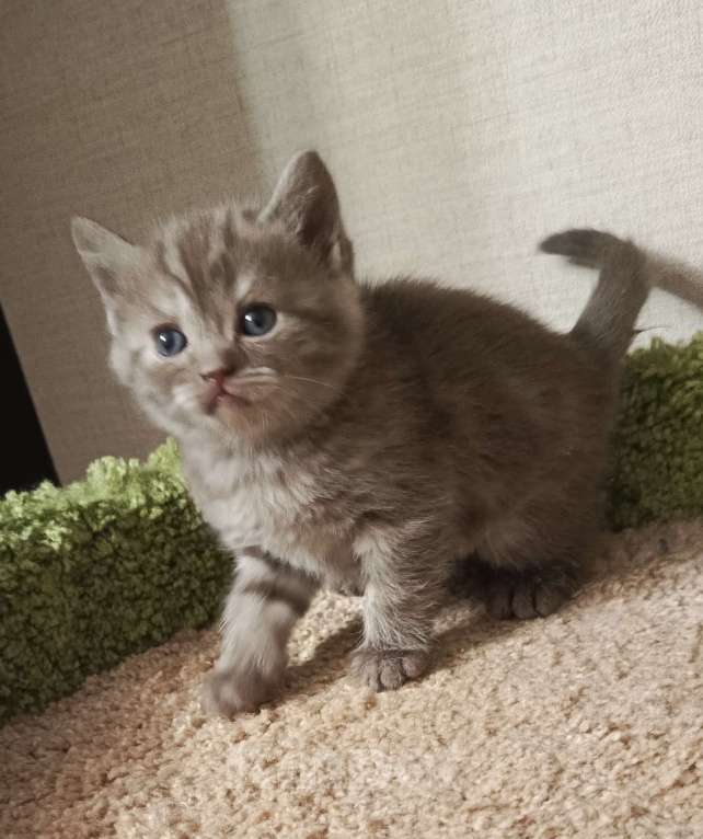 Кошки в Всеволожске: Изумительный британский малыш Мальчик, 18 000 руб. - фото 1