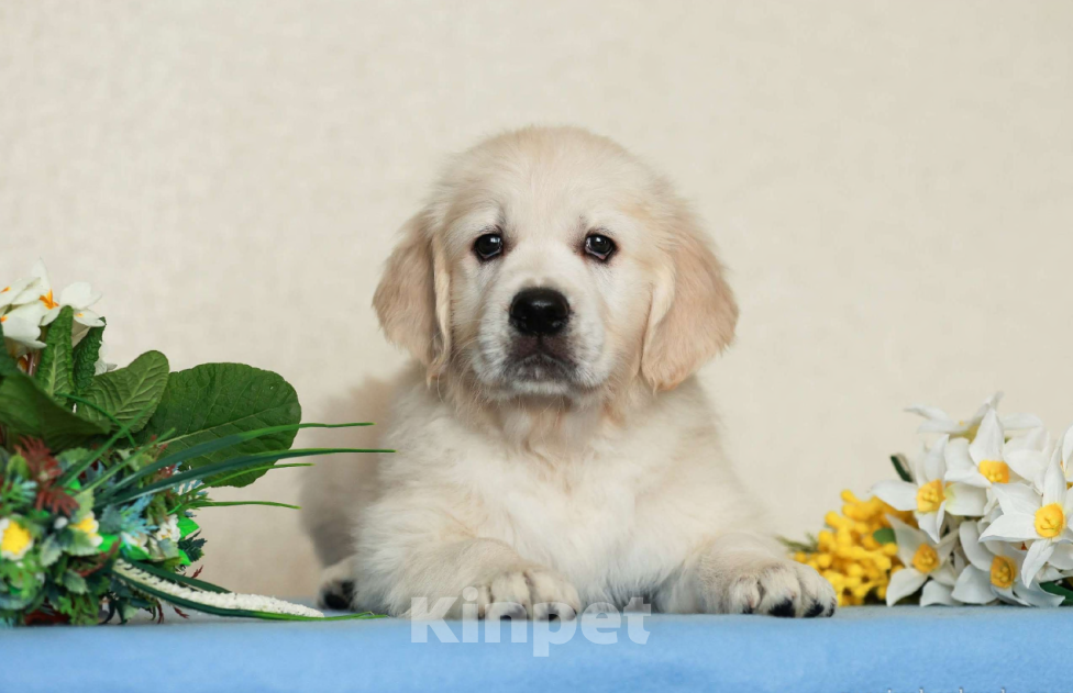 Собаки в Москве: Золотистого ретривера щенки Мальчик, 80 000 руб. - фото 2