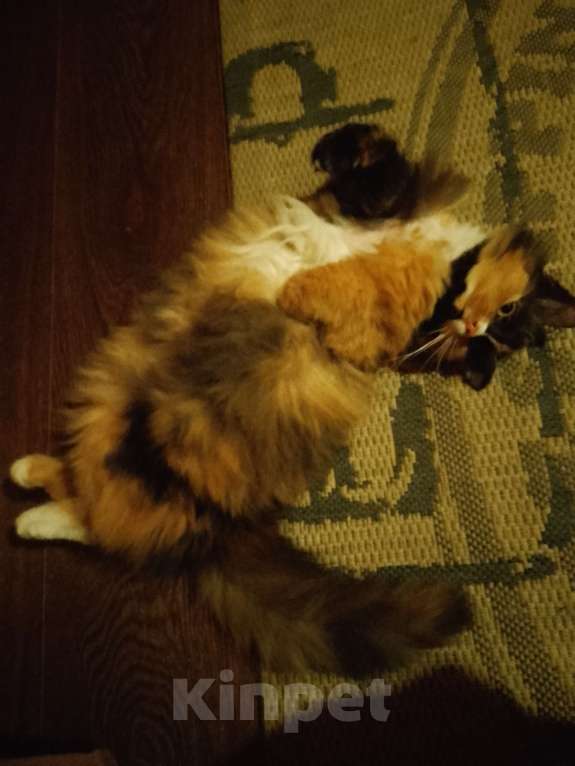 Кошки в других городах Смоленской области: Клёпа ищет себе компаньонов Девочка, 1 000 руб. - фото 4