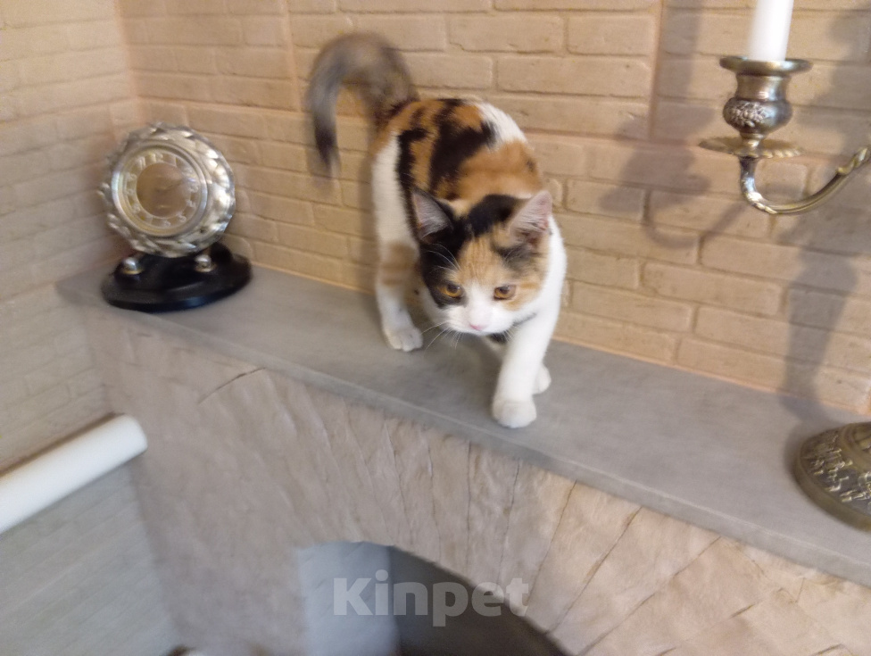 Кошки в Волгограде: Котята в добрые руки и ответственные руки Разнополые, Бесплатно - фото 2