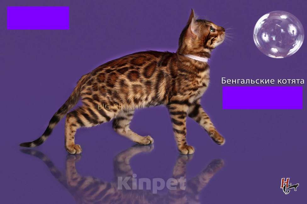 Кошки в Санкт-Петербурге: Бенгальская девочка  Пуговка BIG-BENG Девочка, 40 000 руб. - фото 6