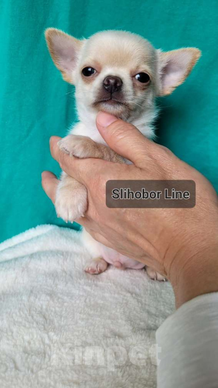 Собаки в Москве: Чихуахуа щенок  Мальчик, Бесплатно - фото 3