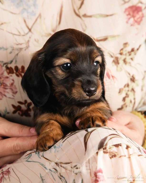Собаки в Москве: Элвин - рыжий бурундук Мальчик, 125 000 руб. - фото 2