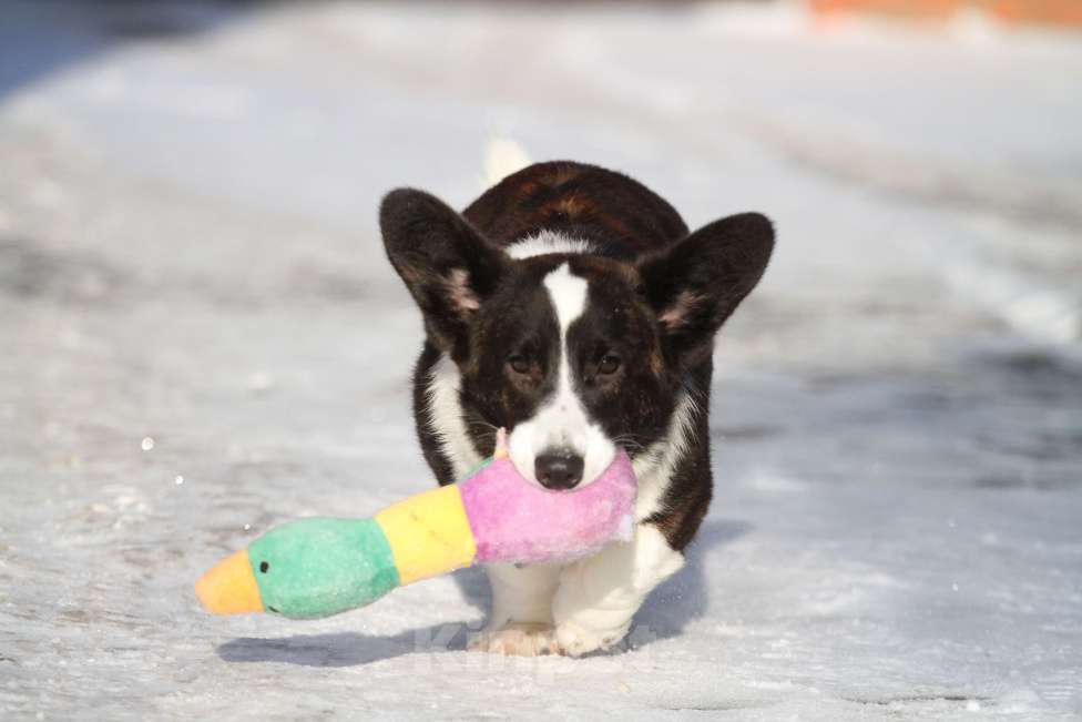 Собаки в Москве: Вельш корги кардиган Девочка, 25 000 руб. - фото 8