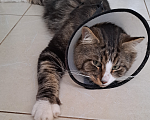 Кошки в Краснодаре: Потерялся кот Мальчик, 1 000 руб. - фото 2