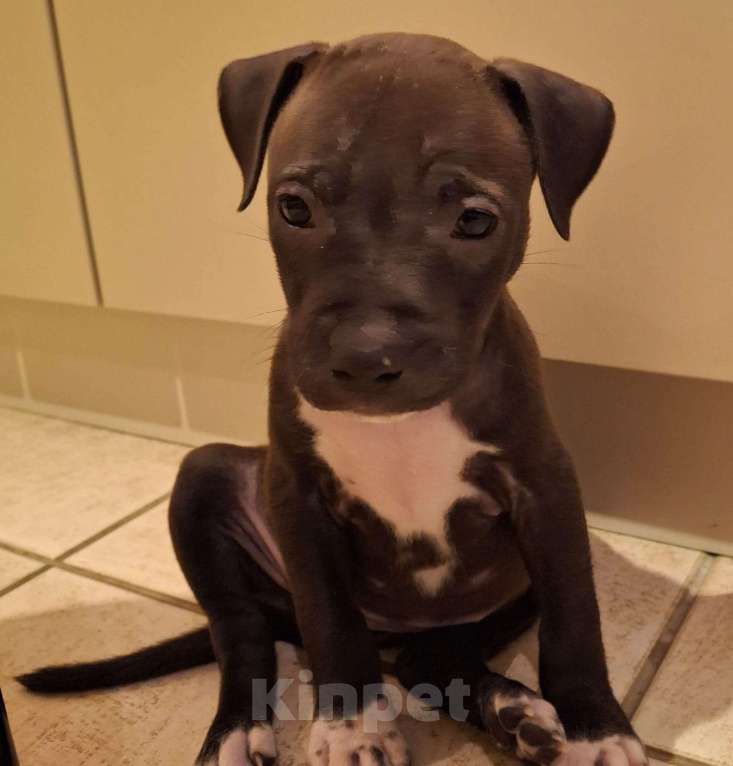 Собаки в Санкт-Петербурге: Клубные щенки питбультерьера Мальчик, 25 000 руб. - фото 3