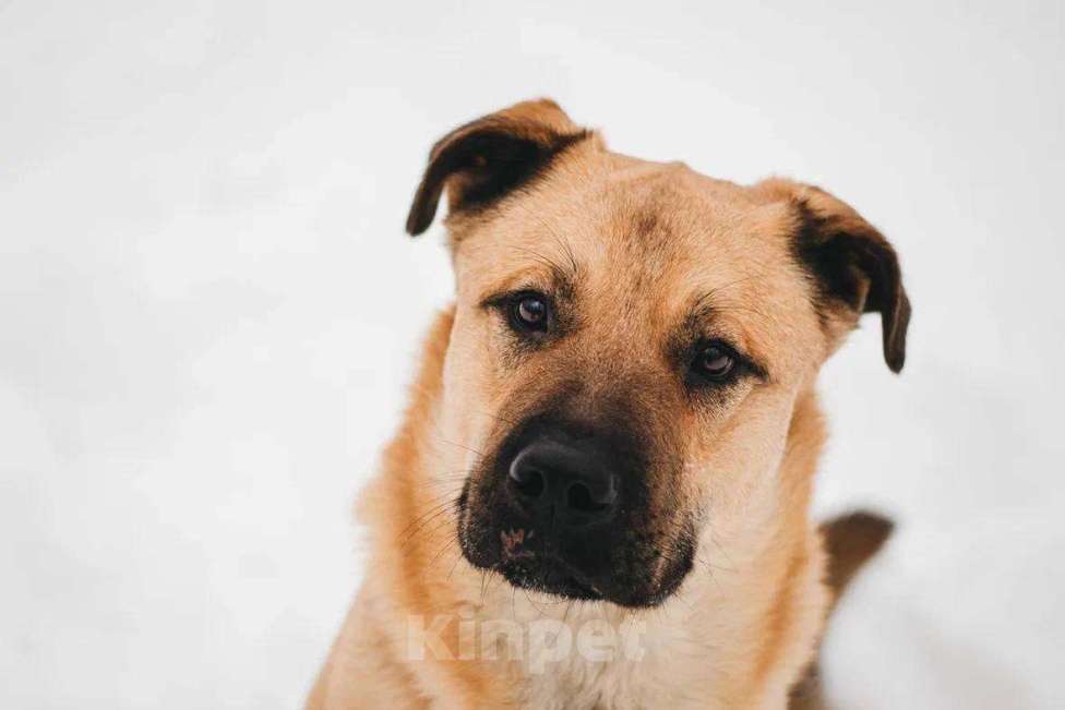 Собаки в Москве: Йен ищет дом Мальчик, Бесплатно - фото 2