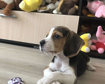 Собаки в Тюмени: Девочка щенок Девочка, 25 000 руб. - фото 1