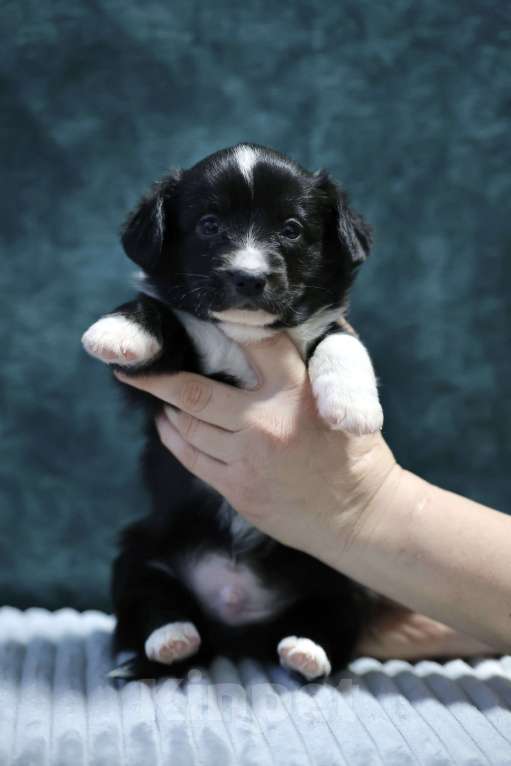 Собаки в Санкт-Петербурге: Шикарный щенок Вельш Корги Кардиган  Мальчик, 45 000 руб. - фото 4