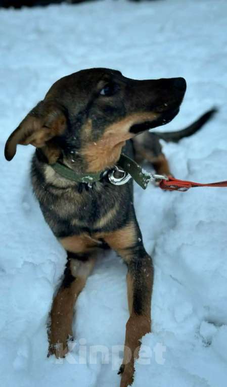 Собаки в Новосибирске: Щенок в добрые руки Девочка, Бесплатно - фото 4