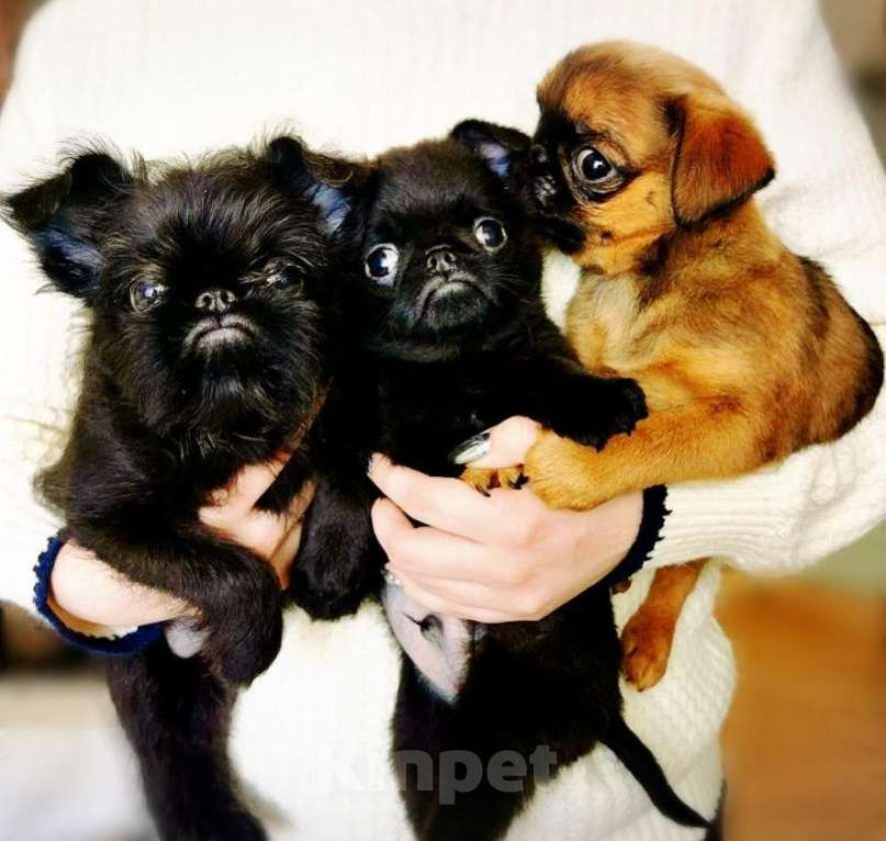 Собаки в Екатеринбурге: Продаются щенки пти-брабансона Мальчик, Бесплатно - фото 1