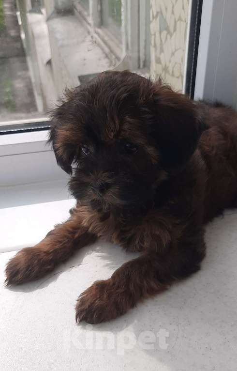 Собаки в Санкт-Петербурге: Щенок Петербургской Орхидеи Девочка, 70 000 руб. - фото 2