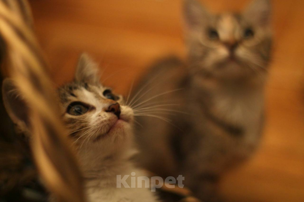Кошки в Москве: Котенок Мия ищет дом Девочка, Бесплатно - фото 1