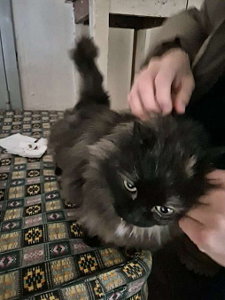 Найдена кошка