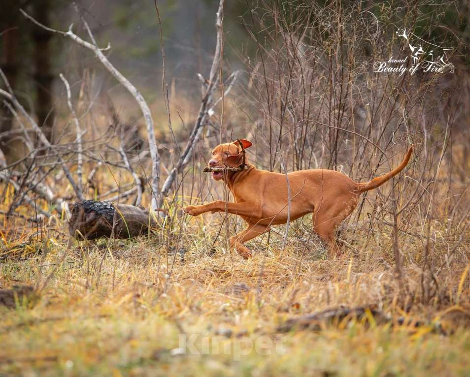 Собаки в Ярославле: Beauty of Fire Unison  Мальчик, 90 000 руб. - фото 4