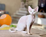 Кошки в Москве: Девочка белая Девон Рекс Roxy Девочка, 60 000 руб. - фото 1