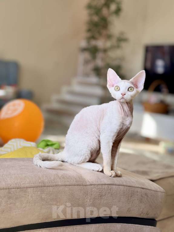 Кошки в Москве: Девочка белая Девон Рекс Roxy Девочка, 60 000 руб. - фото 1