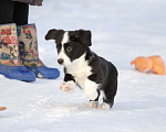 Собаки в Москве: Вельш корги кардиган-мальчик Мальчик, 50 000 руб. - фото 4