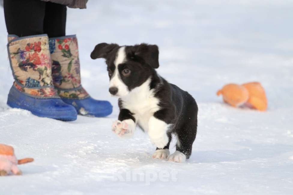 Собаки в Москве: Вельш корги кардиган-мальчик Мальчик, 50 000 руб. - фото 4