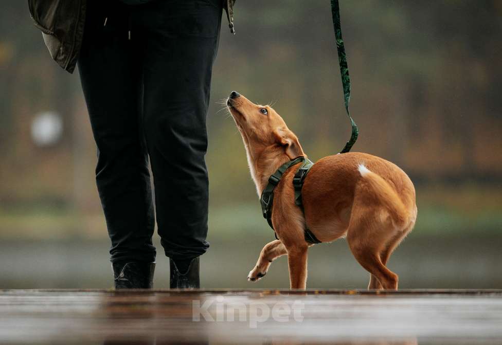 Собаки в Москве: Щенок с золотыми ушками Девочка, Бесплатно - фото 4