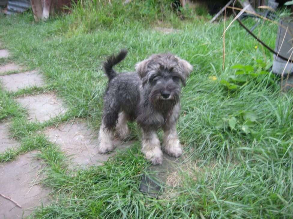 Собаки в Москве: Малыши цвергшнауцера перец с солью  Мальчик, 40 000 руб. - фото 8