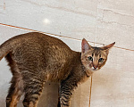 Кошки в Люберцах: Котята чаузи ф1b Девочка, 150 000 руб. - фото 3