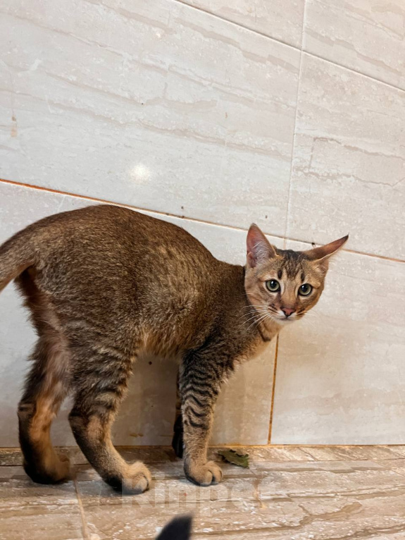 Кошки в Люберцах: Котята чаузи ф1b Девочка, 150 000 руб. - фото 3