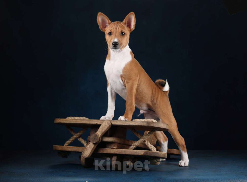 Собаки в Санкт-Петербурге: Щенки басенджи Мальчик, Бесплатно - фото 6