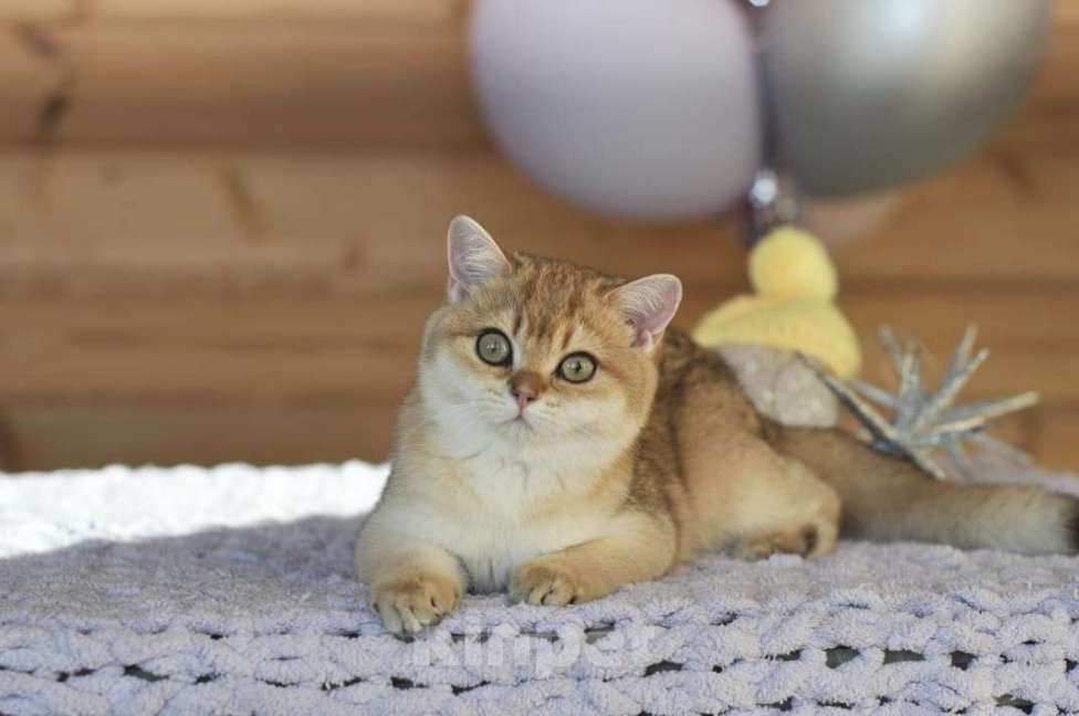 Кошки в Владивостоке: Золотая британская девочка Девочка, 50 000 руб. - фото 1