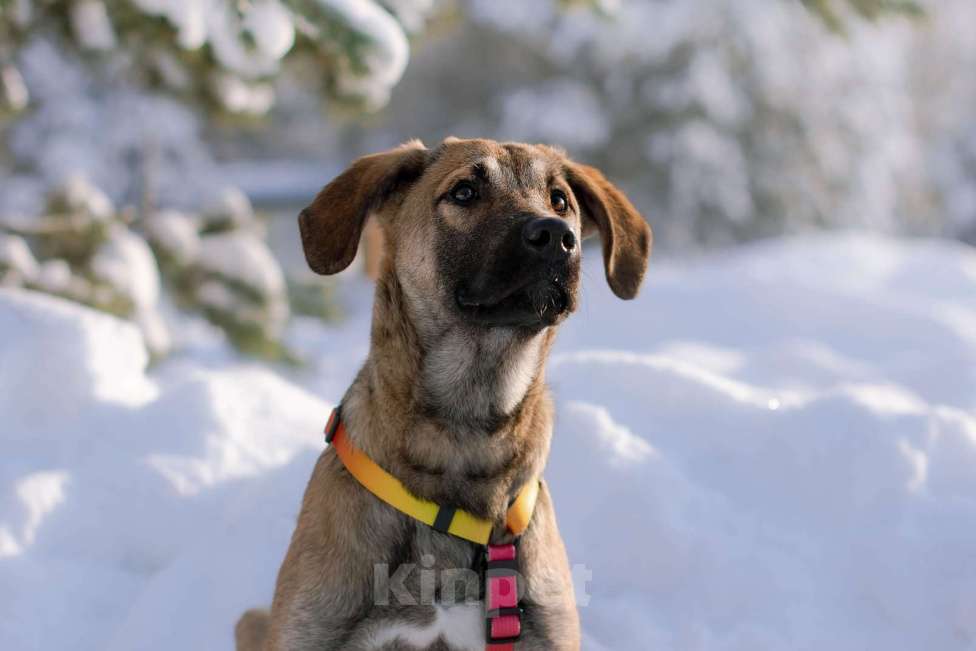 Собаки в Москве: Нежная и трепетная девочка Дина очень ждет свою маму Девочка, Бесплатно - фото 5