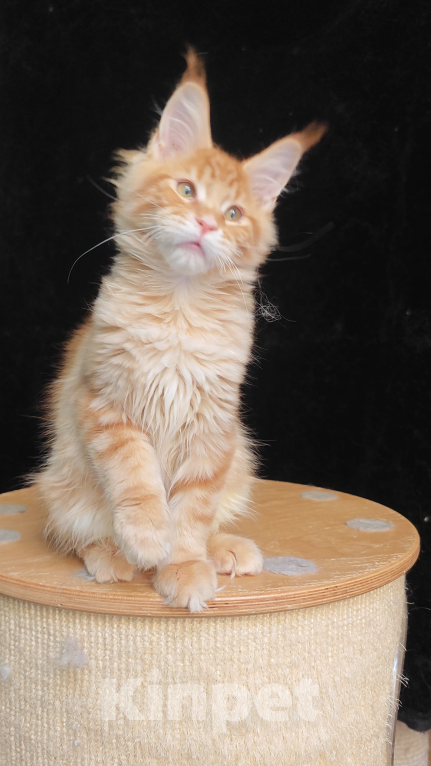 Кошки в Санкт-Петербурге: Красный мальчик Мейн кун Мальчик, Бесплатно - фото 3