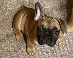 Собаки в Санкт-Петербурге: Очаровательная девочка французского бульдога  Девочка, 45 000 руб. - фото 2