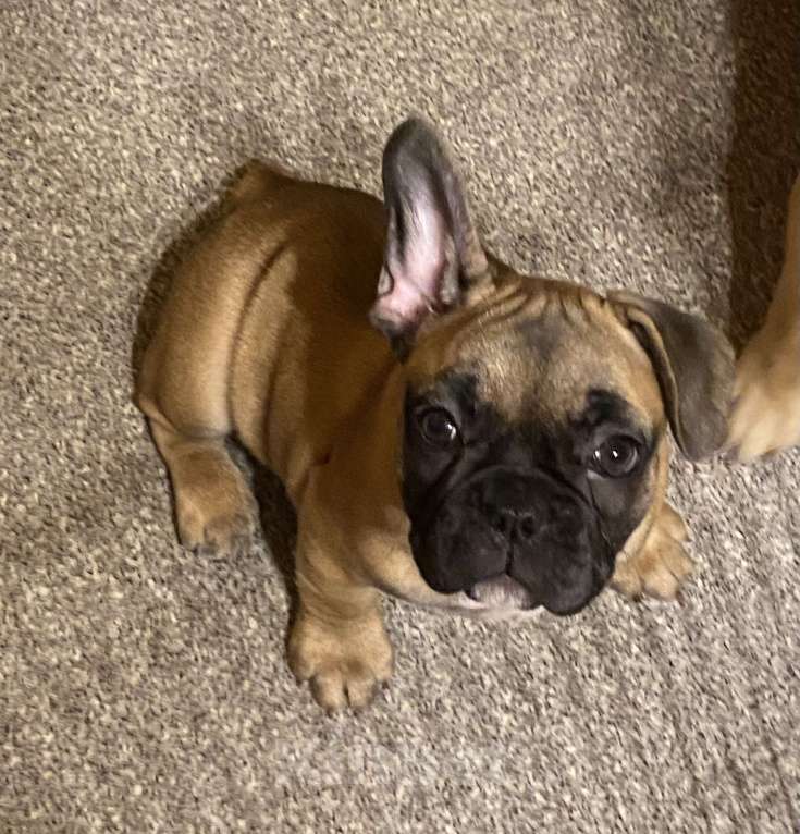 Собаки в Санкт-Петербурге: Очаровательная девочка французского бульдога  Девочка, 45 000 руб. - фото 2