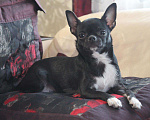 Собаки в Липецке: Чихуахуа кобель шоколад 2,5 кг на вязку Мальчик, 100 руб. - фото 7