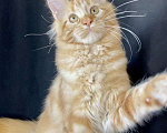 Кошки в Кудымкаре: Котята Мейн кун с документами, 45 000 руб. - фото 4