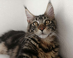 Кошки в Краснодаре: Мейн-куны с документами Мальчик, 15 000 руб. - фото 13