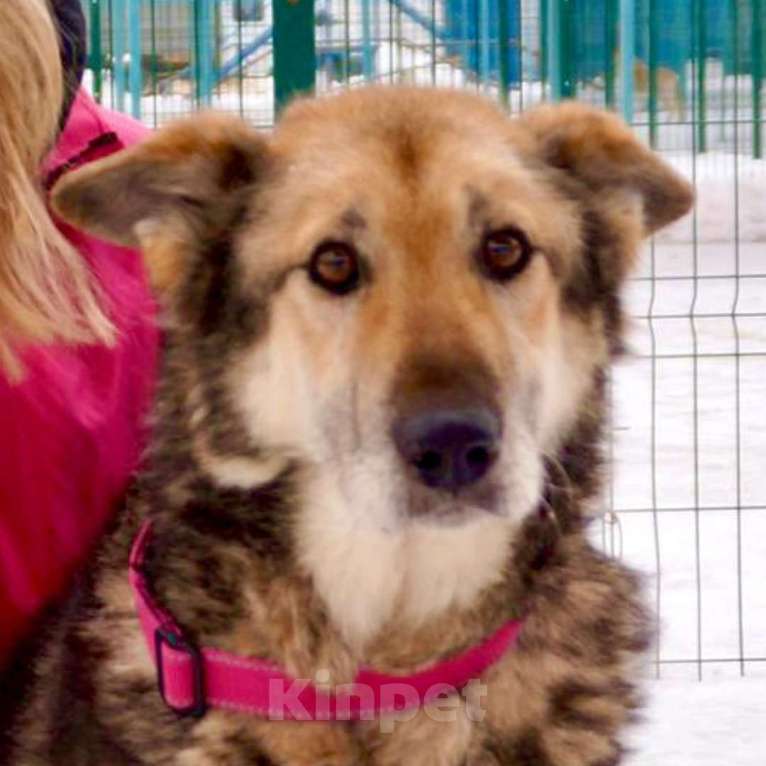 Собаки в Москве: Бобик Мальчик, Бесплатно - фото 4