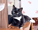 Кошки в Москве: Котик Борис ищет дом! Мальчик, Бесплатно - фото 3