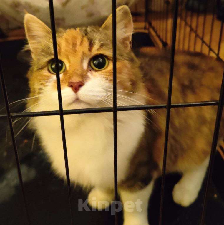 Кошки в Москве: Бусинка ищет любящую семью Девочка, Бесплатно - фото 2