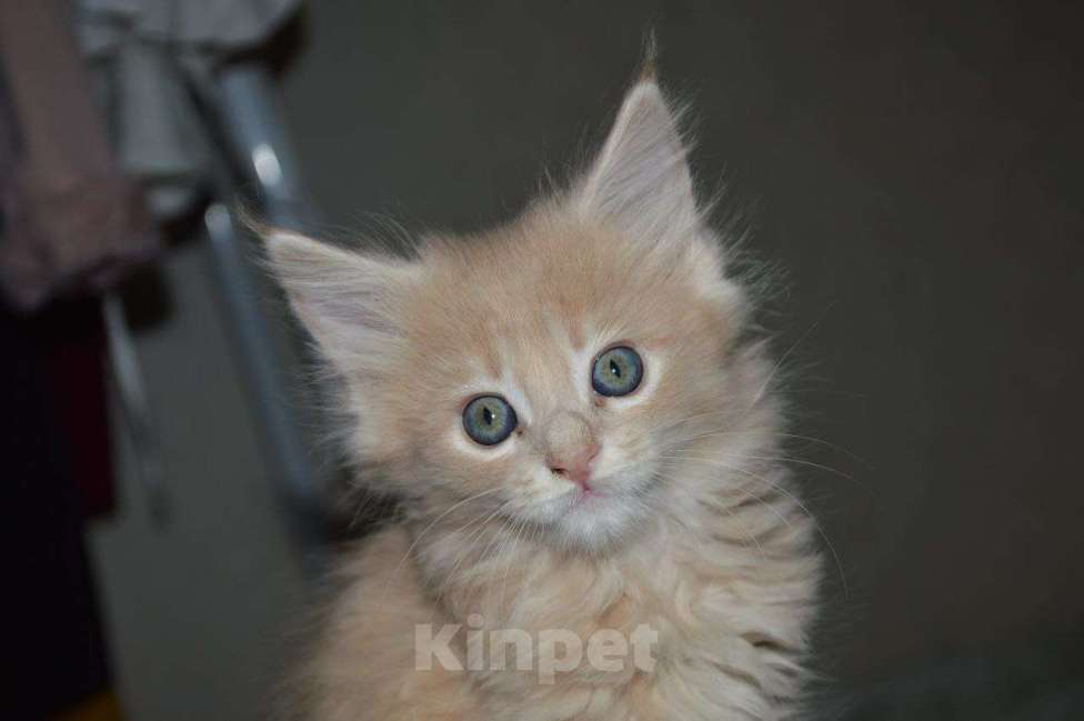 Кошки в Смоленске: котята мейн кун Девочка, 10 000 руб. - фото 2