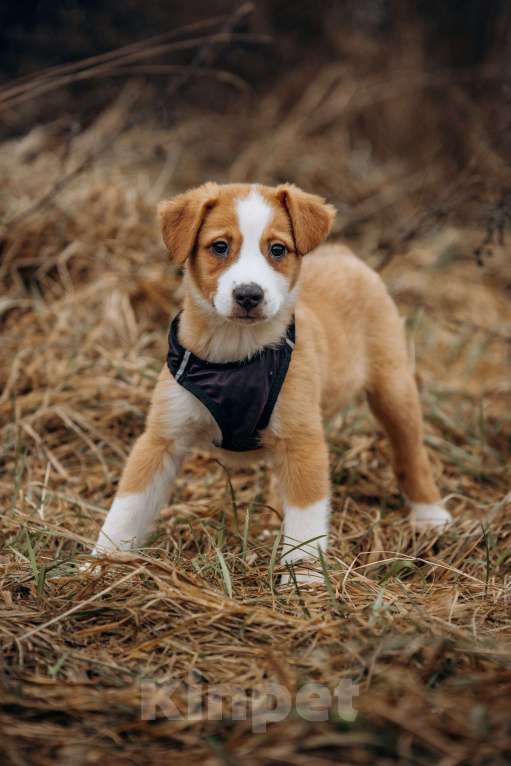 Собаки в Москве: Щенок в добрые руки Мальчик, Бесплатно - фото 5