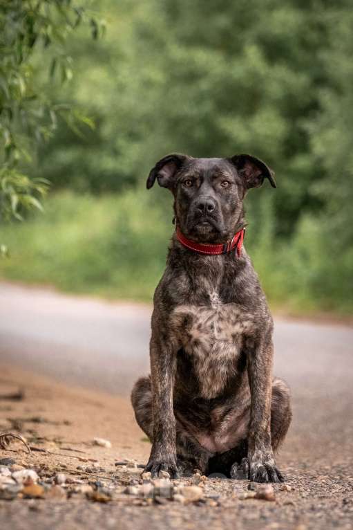 Собаки в других городах Владимирской области: Помесь аланской породы в добрые руки Девочка, Бесплатно - фото 1