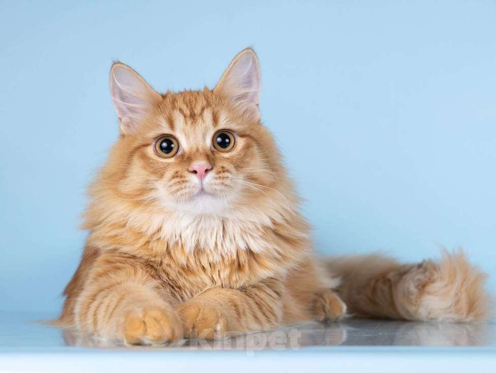 Кошки в Москве: Нежный ласковый рыжий котик Лютик Мальчик, Бесплатно - фото 8