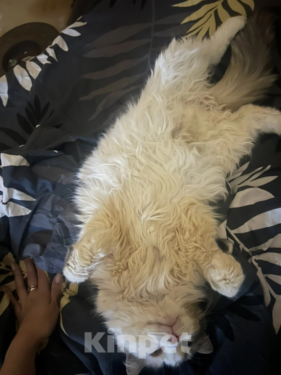 Кошки в Обнинске: Кошка в добрые руки Девочка, Бесплатно - фото 5