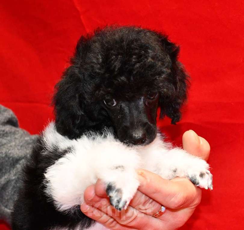 Собаки в Долгопрудном: Той пуделя щенок арлекин ДЖЕНТЛИ БОРН ЧИЖИК Мальчик, 120 000 руб. - фото 6