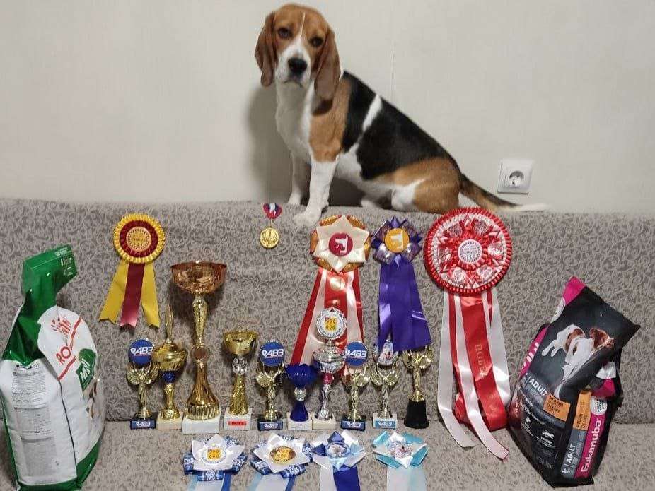 Собаки в Балашихе: Лана Девочка, 30 000 руб. - фото 3