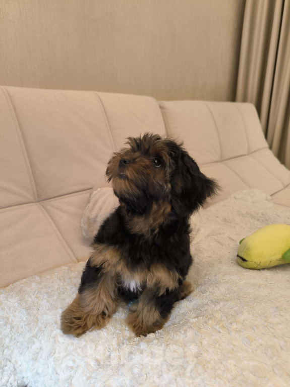 Собаки в Москве: Шикарная девочка-малышка мальтипу Девочка, 66 000 руб. - фото 2